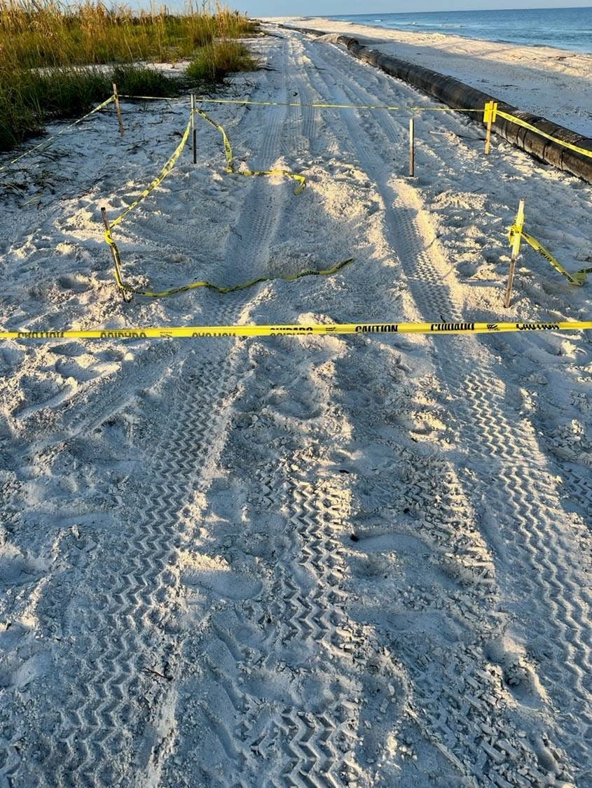 Tracks from heavy machinery apparently crushed this marked sea turtle nest on a Marco Island beach. Sea turtle nests are protected by state and federal laws.