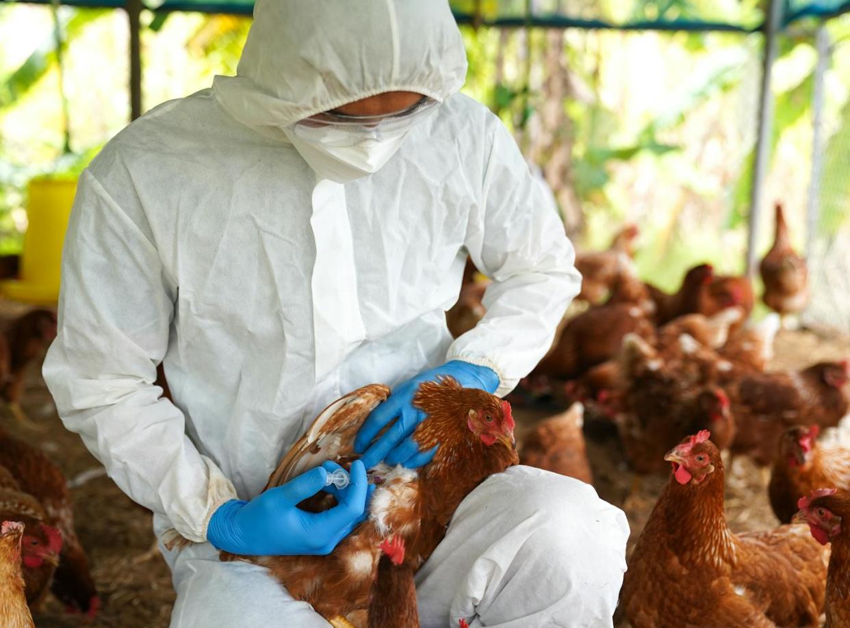 <a href="https://www.shutterstock.com/es/image-photo/bird-flu-veterinarians-vaccinate-against-diseases-2153620181" rel="nofollow noopener" target="_blank" data-ylk="slk:Pordee_Aomboon/Shutterstock;elm:context_link;itc:0;sec:content-canvas" class="link ">Pordee_Aomboon/Shutterstock</a>