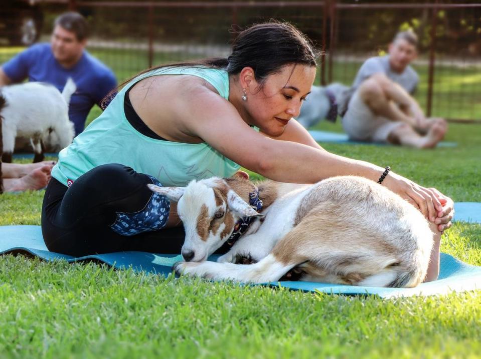 With Oh My Goat yoga in Palestine, you’ll be practicing your sun salutation alongside Pygmy Nigerian cross goats.