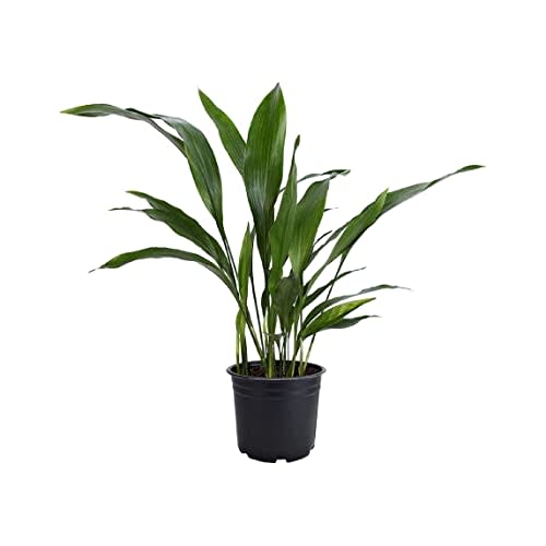 American Plant Exchange Live Cast Iron Plant, Ballroom Plant, Plant Pot for Home and Garden Decor, 6