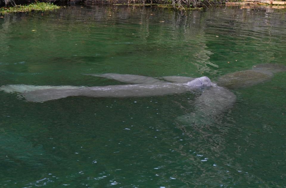 Manatees gather on Monday at Blue Spring State Park in Orange City. With cooler temperatures in the forecast this week, an uptick in daily manatee counts is expected by park officials.