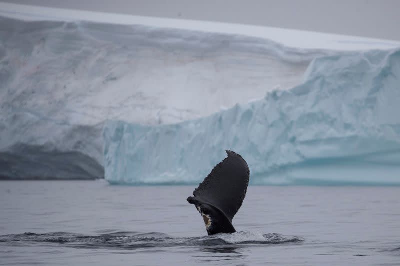FILE PHOTO: A wounded whale that lost part of one of its fins swims near Two Hummock Island, Antarctica
