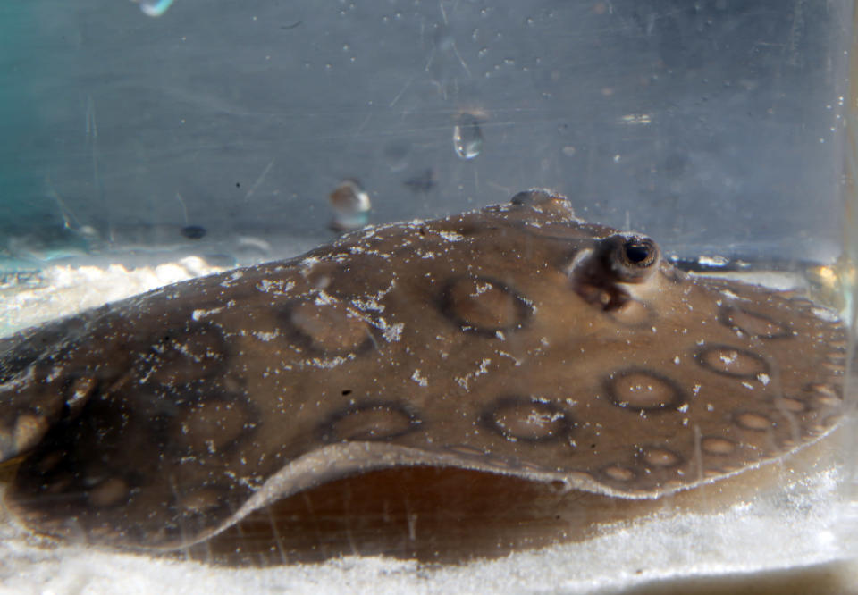 Stingray pups