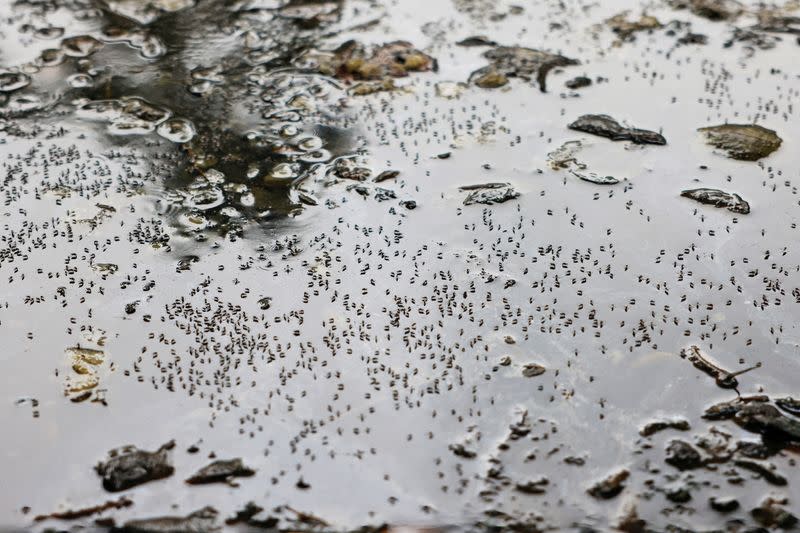 FILE PHOTO: Mosquitoes are seen on stagnant water on the roadside during countrywide dengue infection, in Dhaka