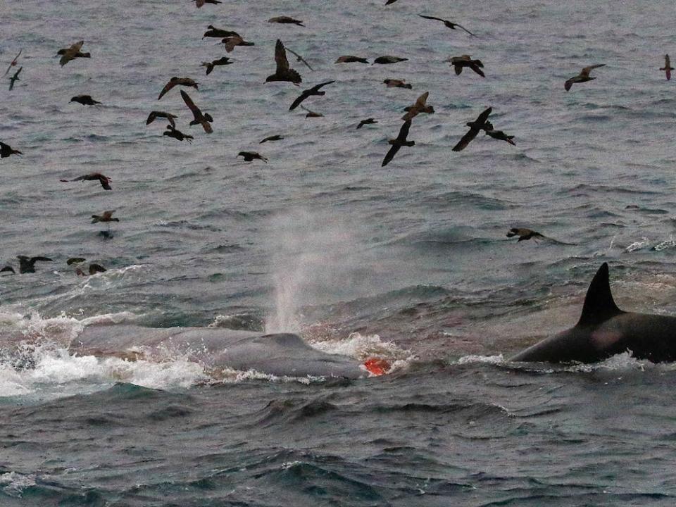 An orca feasting on a blue whale that it just killed in the first documented killing of its kind.