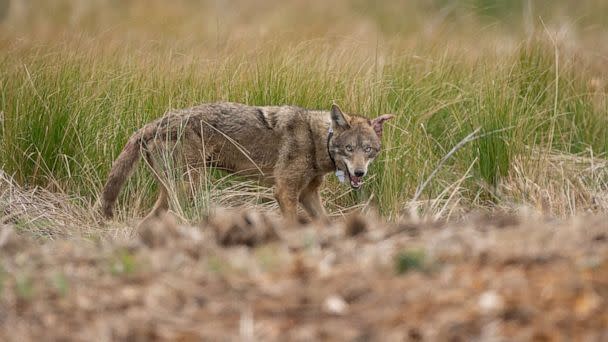 PHOTO: A large young male coyote captured by Dr. Joey Hinton in the marsh country of Louisiana looks back after being collared and released. (Karin Saucedo Photography)