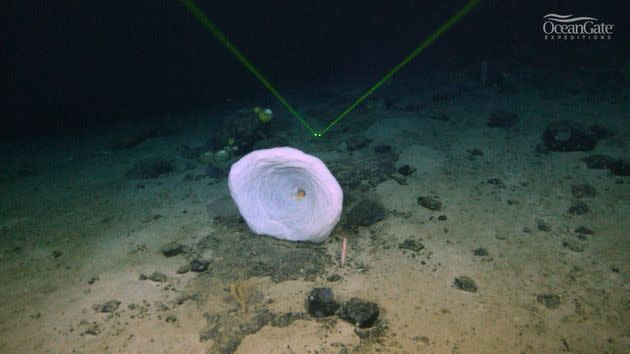 A detail from the Nargeolet-Fanning Ridge, near the wreck of the Titanic. (Photo: OceanGate)