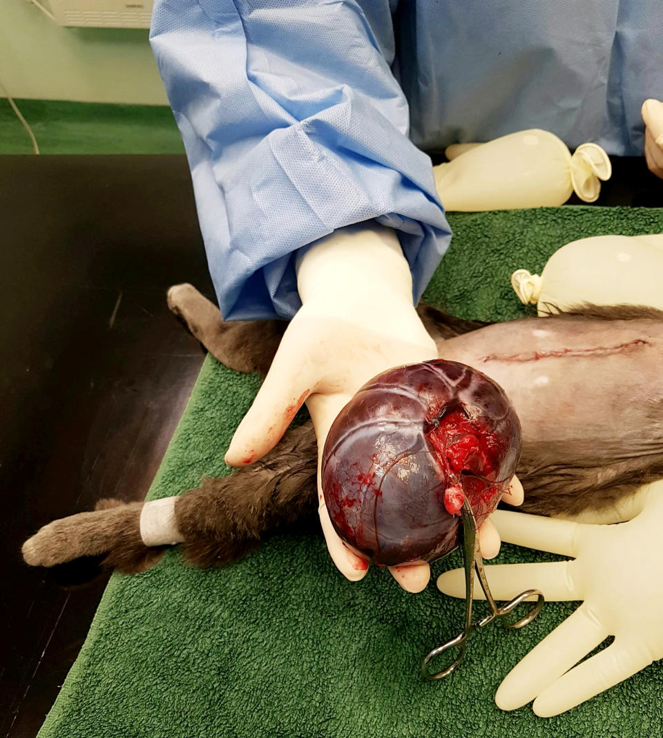 The cat had an operation to remove his kidney. (SWNS)