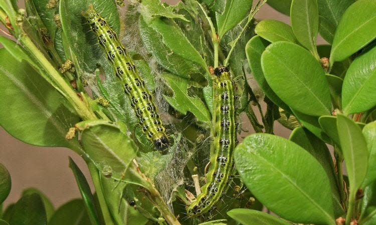 Box tree moth caterpillars feed voraciously on the foliage and stems of boxwood shrubs.