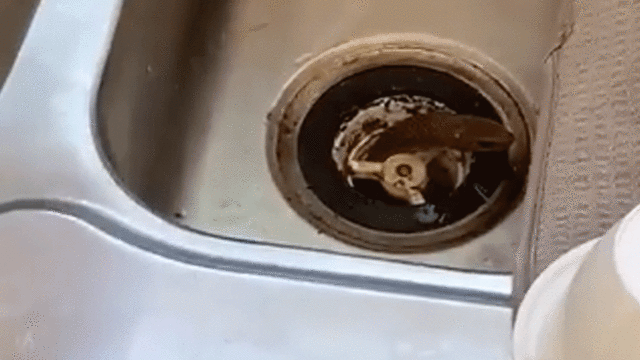 Homeowner captures deadly eastern brown snake slithering out of kitchen sink  while doing the dishes