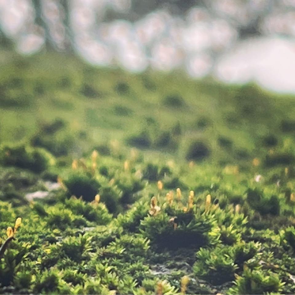 The balancing rock seen with moss at Orris Falls Preserve in South Berwick, Maine.