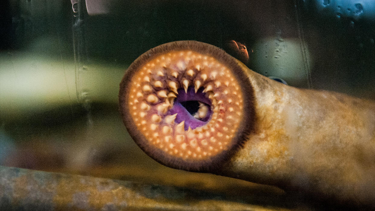  Close up of a lampreys circular mouth full of teeth pressed up against the glass of a fish tank. 
