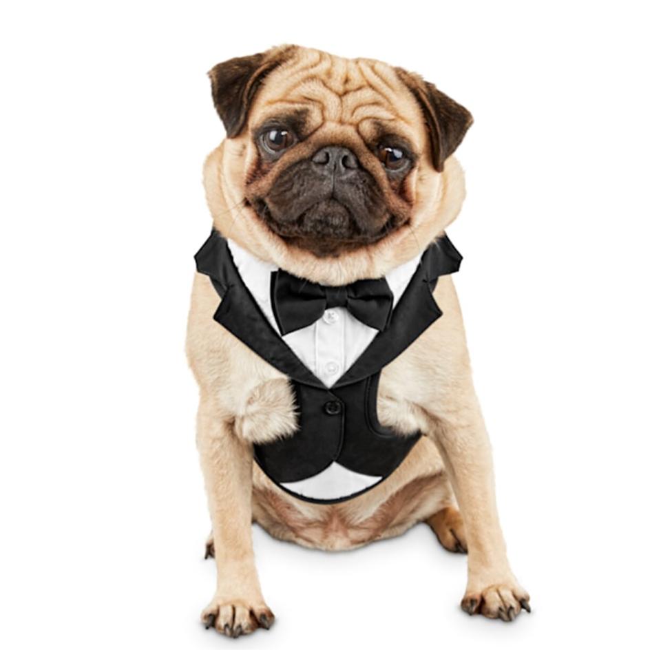 tuxedo dog harness