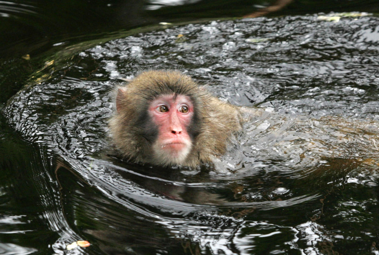 C’est un macaque japonais, comme celui présent sur cette photo, qui s’était échappé d’un parc des Highlands écossais le 28 janvier.