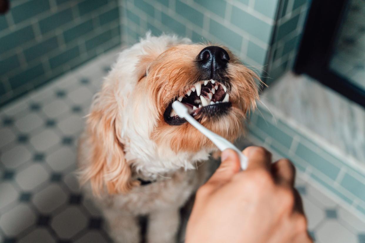 Dog's teeth being cleaned with toothbrush. (Getty Images)