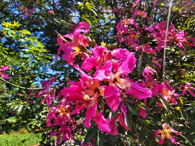 美人樹又稱美人櫻，桃粉紅色大型花朵吸引目光。（圖／新北市政府綠美化環境景觀處提供）