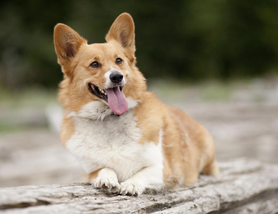 A Welsh Pembroke corgi lies on a beach log.