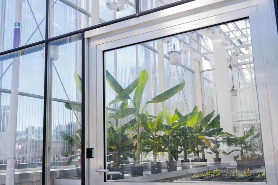 Elo’s fungus resistant banana plants at its Research Triangle Park greenhouse.