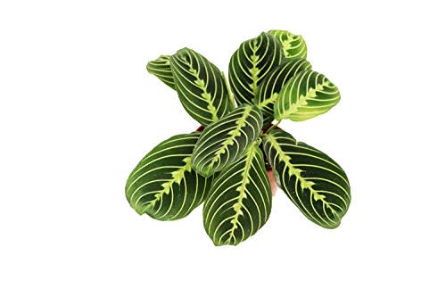 California Tropicals Lemon Lime Prayer Plant - Maranta - Rare Variety Live House Plant - Tropical Decor - Unique Real Plants Interior Garden Outdoors Supplies - Small Pot - 4 Inch Potting Decor