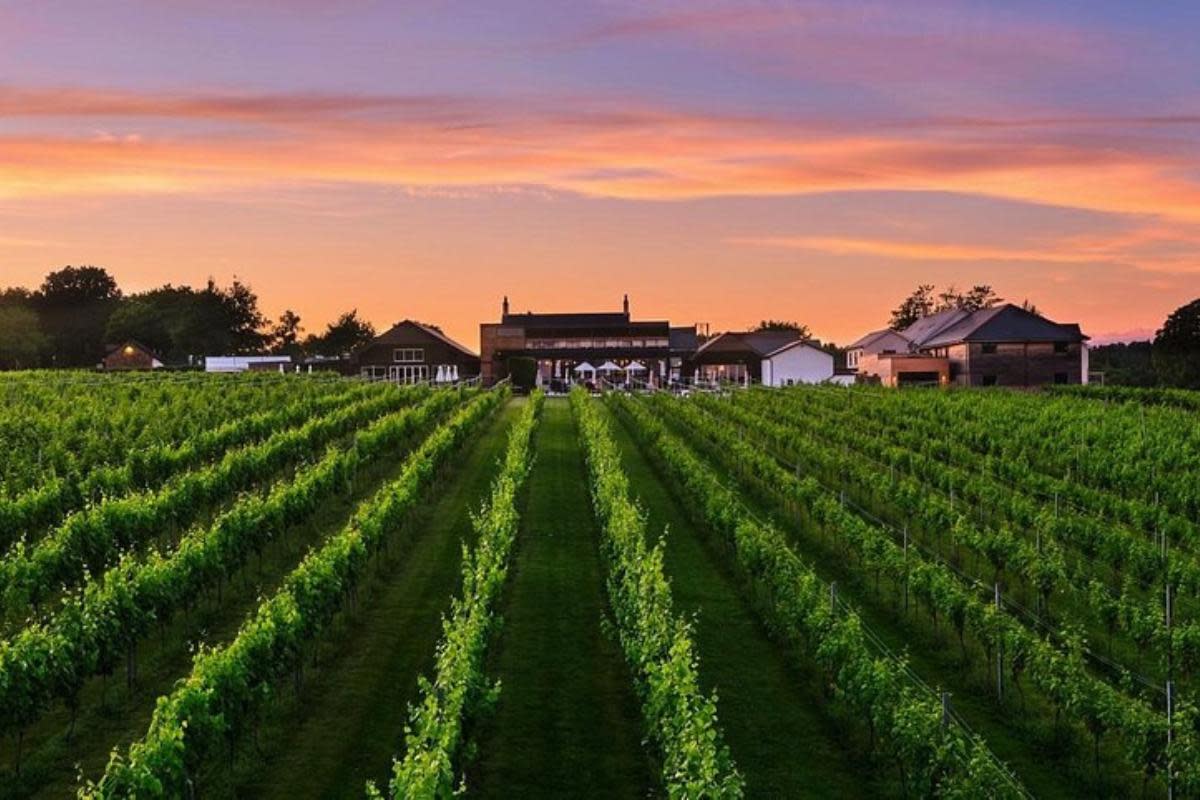 Llanerch Vineyard Hotel is said to be the "oldest vineyard in Wales" <i>(Image: Tripadvisor)</i>