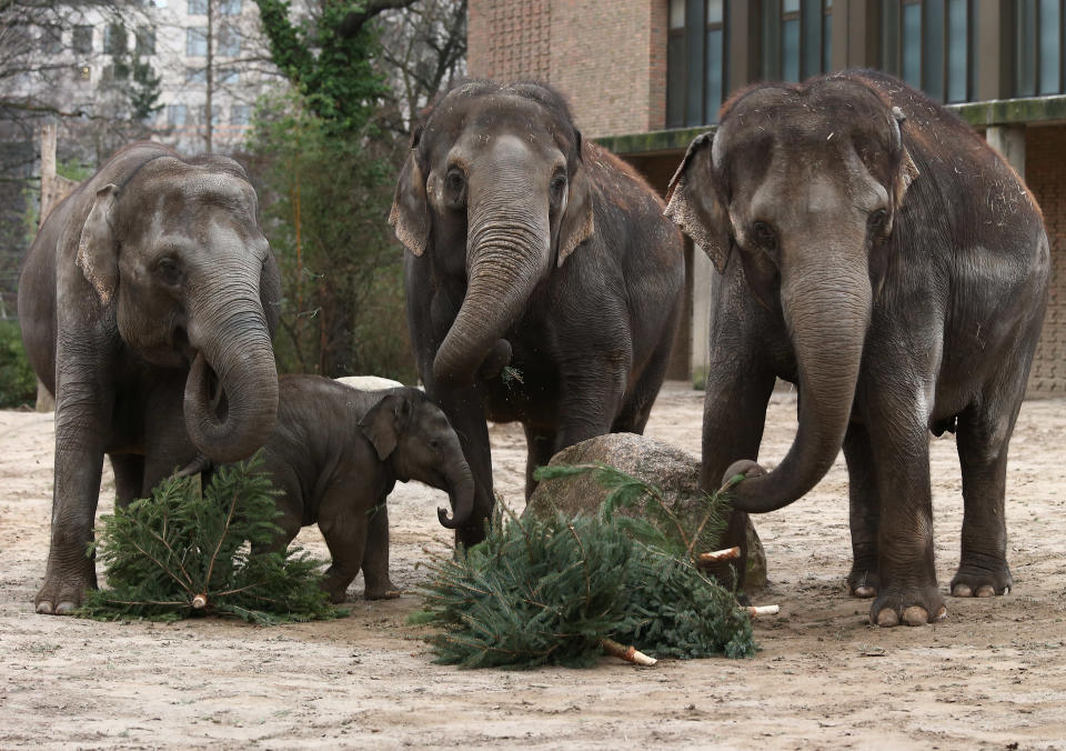 Berlin elephants