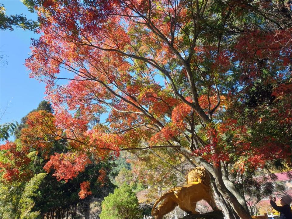 武陵農場楓紅層層，為山林增加繽紛色彩。（圖／武陵農場提供）