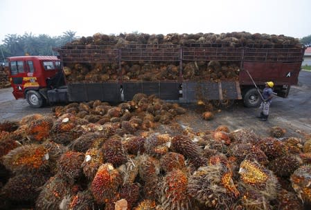 A worker unloads palm oil fruits from a lorry inside a palm oil factory in Salak Tinggi, outside Kuala Lumpur