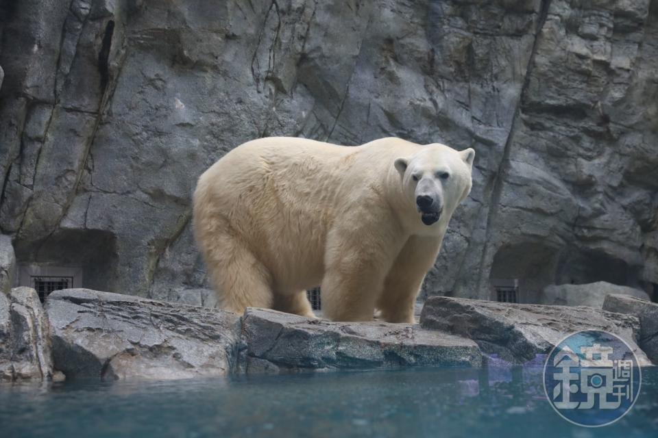 北極熊是陸地上體型最大的哺乳動物之一，體重最高可達400公斤，男鹿水族館的大白熊今天看起來心情不佳。