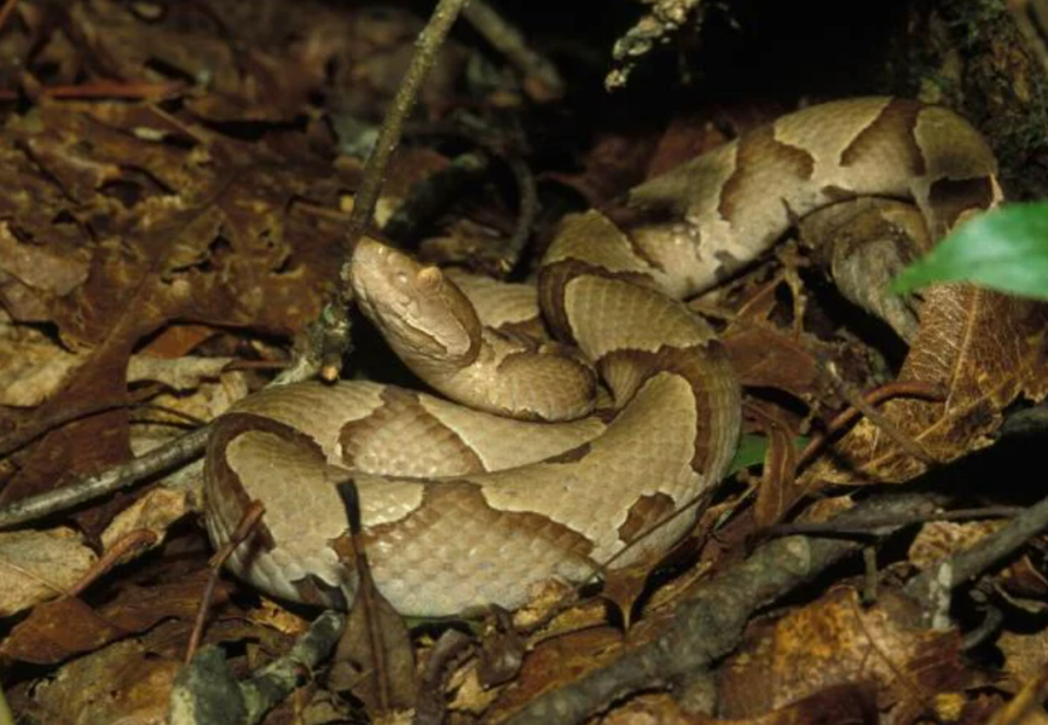 The eastern copperhead is the most common venomous snake in Missouri. Its color varies from grayish brown to pinkish tan, with distinctive hourglass-shaped crossbands.