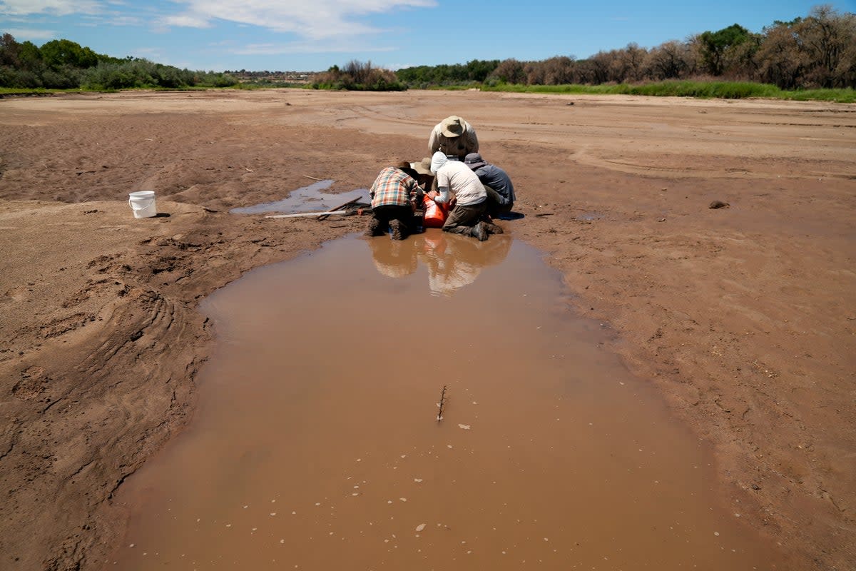 RÍO BRAVO CARPA CHAMIZAL (AP)