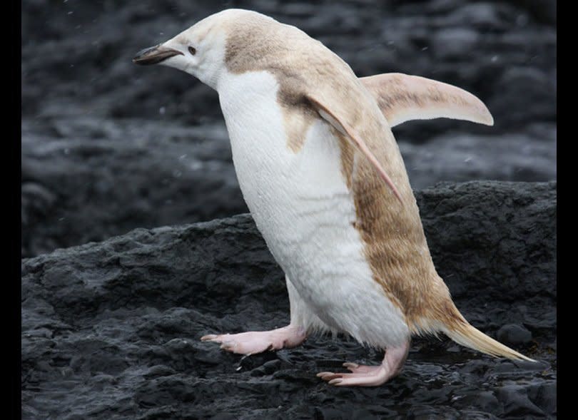 A rare, mostly white-colored penguin was discovered in Antarctica in early January 2012. The picture was snapped by naturalist David Stephens.
