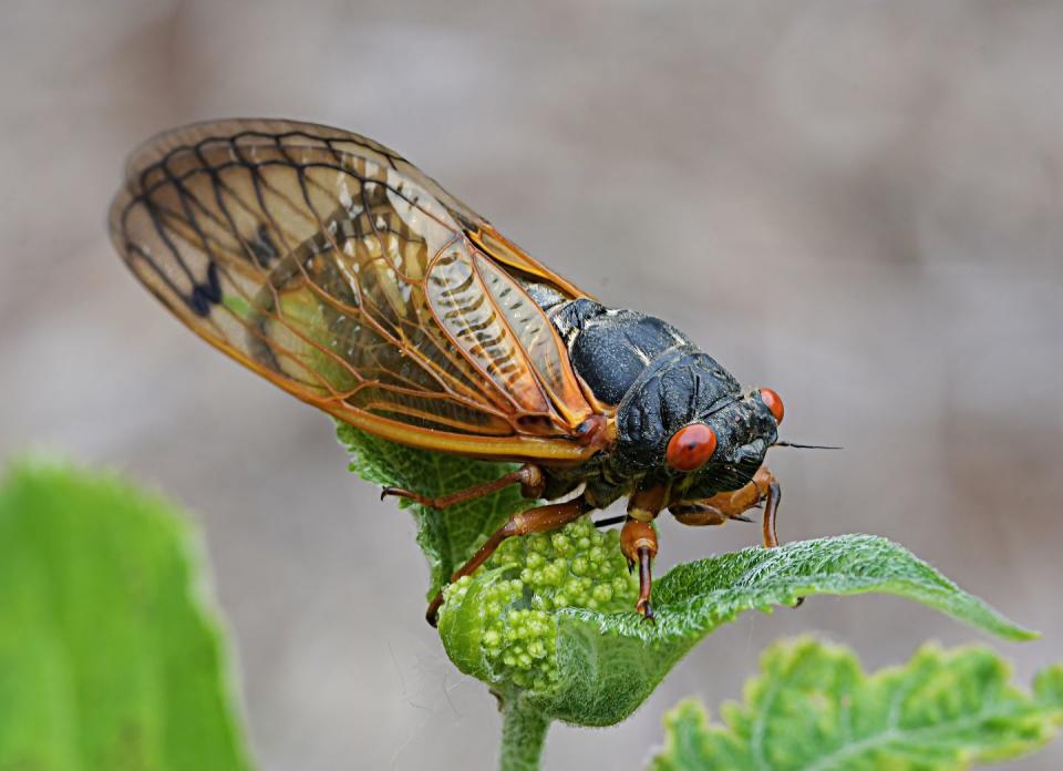 double brood periodical cicadas