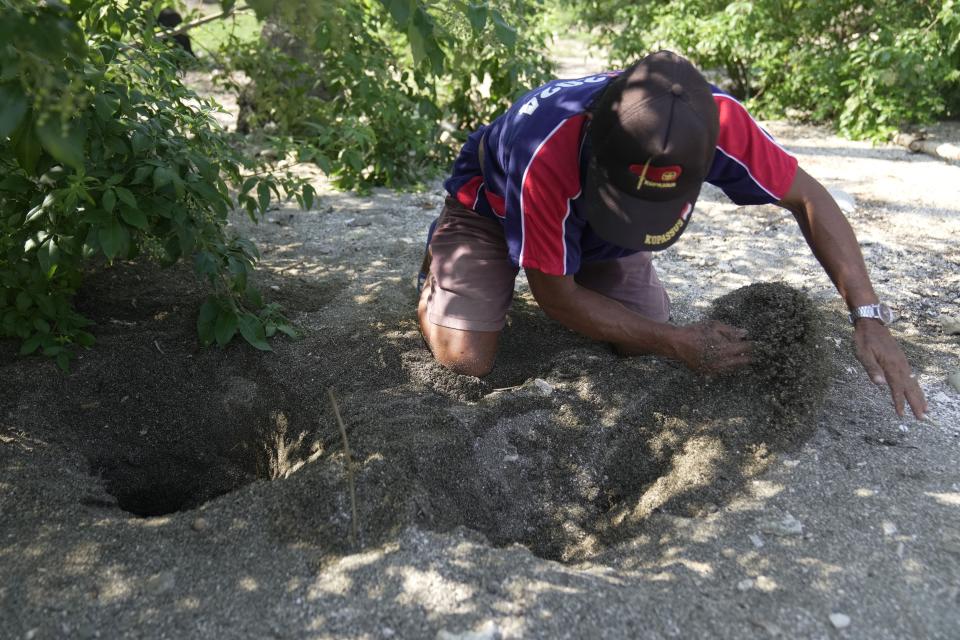 A poacher digs where a maleo laid an egg on a beach in Mamuju, West Sulawesi, Indonesia, Friday, Oct. 27, 2023. Poachers sell the eggs for 15,000 rupiah ($1) to people who consider them a delicacy, like caviar. (AP Photo/Dita Alangkara)