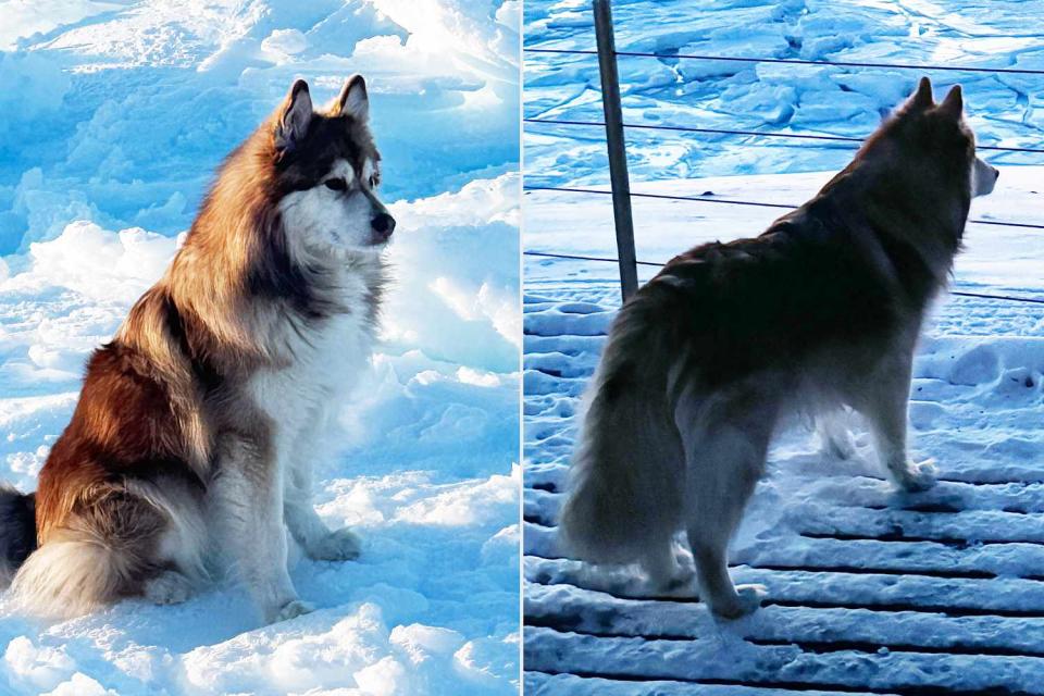 <p>Cecilia Blomdahl</p> Grim the Finnish Lapphund enjoying the outdoors in Svalbard, Norway