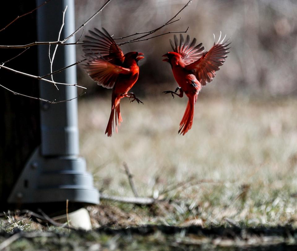 Cardinals fly nearby as police are on the scene at the JCC, (Jewish Community Campus) after a reported double shooting on Saturday, Feb. 26, 2022, in Indianapolis. 