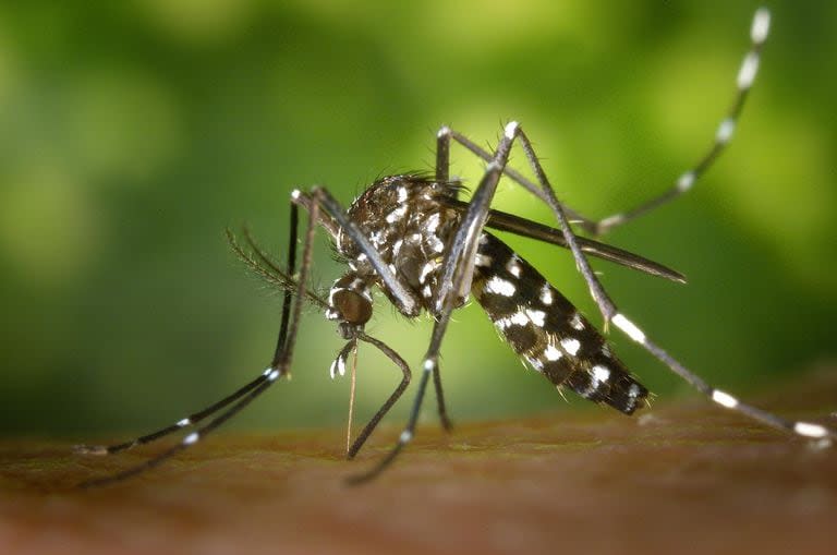 El mosquito Aedes aegypti transmisor del virus del dengue.
