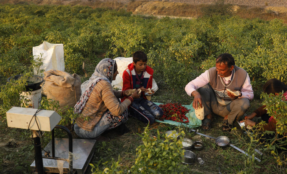 Indian farmer Ram Singh Patel, right, eats lunch with his family members in their field in Fatehpur district, 180 kilometers (112 miles) south of Lucknow, India, Saturday, Dec. 19, 2020. Patel's day starts at 6 in the morning, when he walks into his farmland tucked next to a railway line. For hours he toils on the farm, where he grows chili peppers, onions, garlic, tomatoes and papayas. Sometimes his wife, two sons and two daughters join him to lend a helping hand or have lunch with him. (AP Photo/Rajesh Kumar Singh)