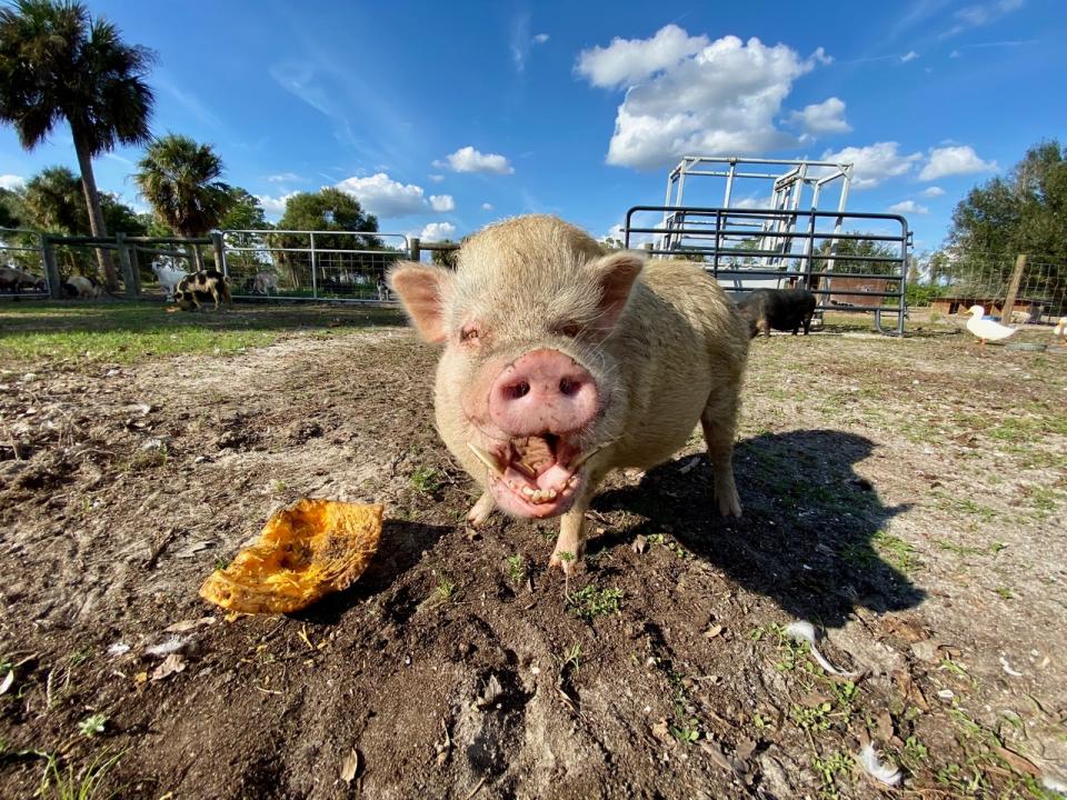 A pig enjoys eating pumpkin. (Christoper Vane / Little Bear Sanctuary)
