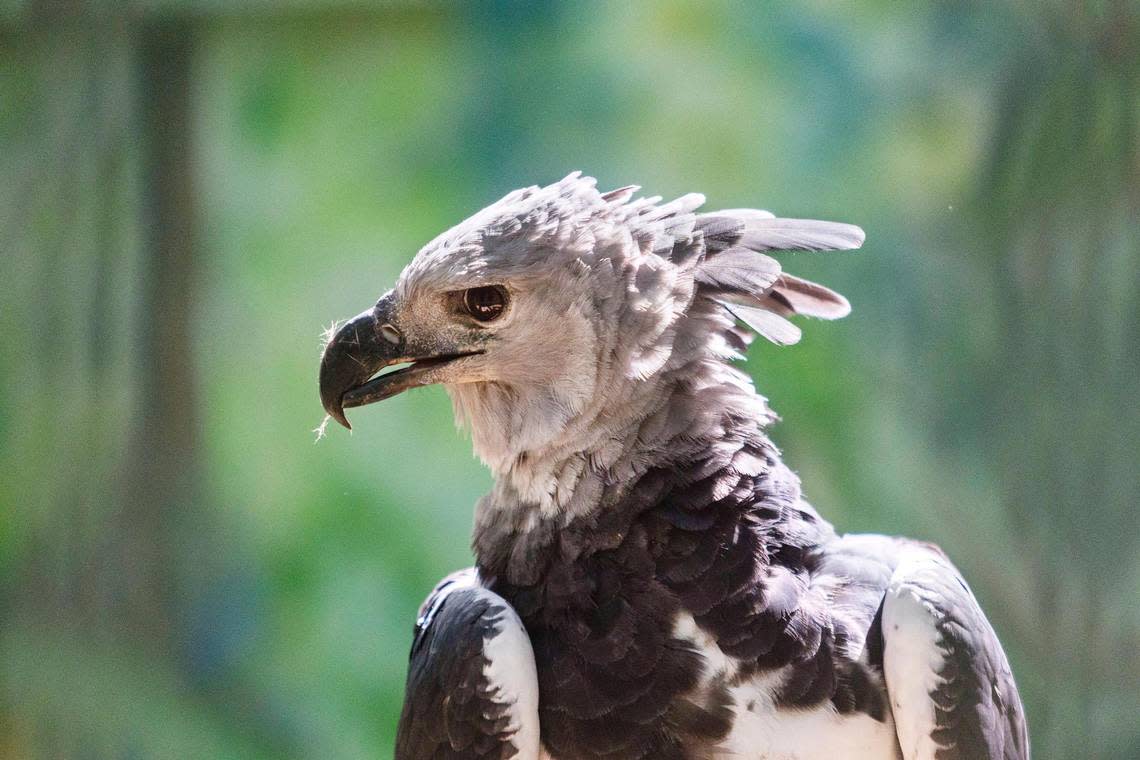 This harpy eagle is a resident education ambassador at The World Center for Birds of Prey in Boise. The Peregrine Fund is working with harpy eagle populations threatened by deforestation in Darien, Panama.