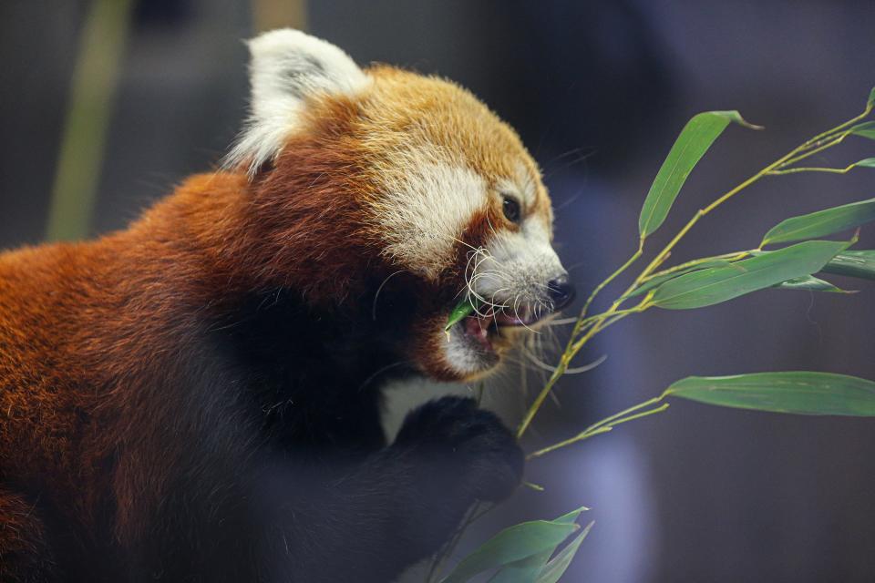 Sundara (AKA Sunny-D) the Louisville Zoo’s Red panda. February 2, 2024