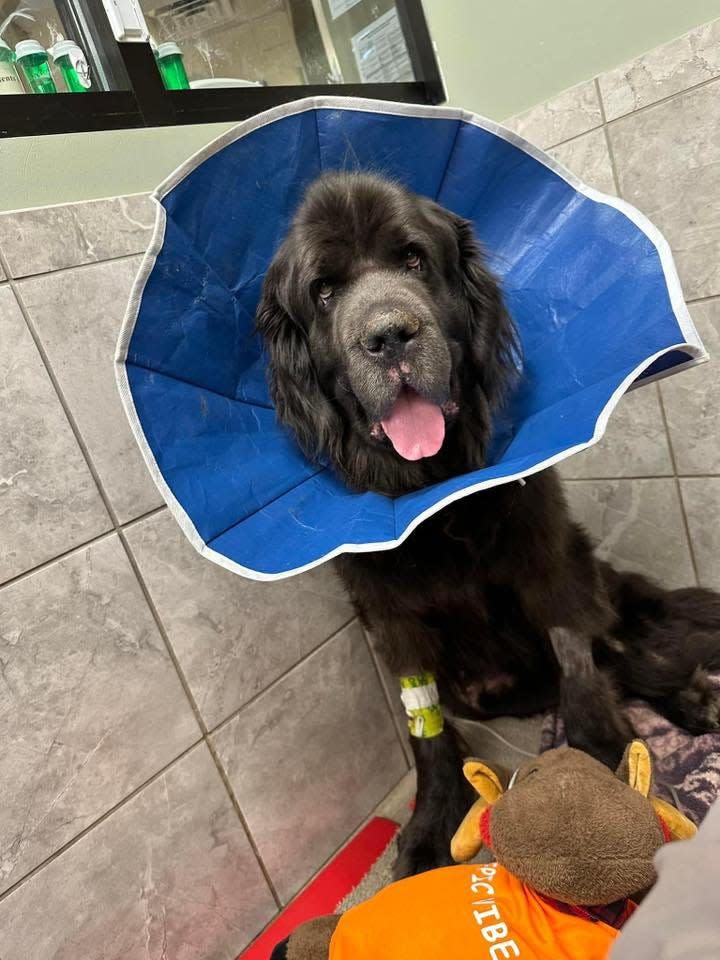 Keats, a Newfoundland breed owned by the Jackson family in Hendersonville, went missing on Dec. 17 and was found on Dec. 30. He's currently recovering from his injuries.