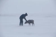 A herder of the agricultural cooperative organisation "Erv" pets a reindeer at a reindeer camping ground, about 250 km north of Naryan-Mar, in Nenets Autonomous District, Russia, March 8, 2018. REUTERS/Sergei Karpukhin