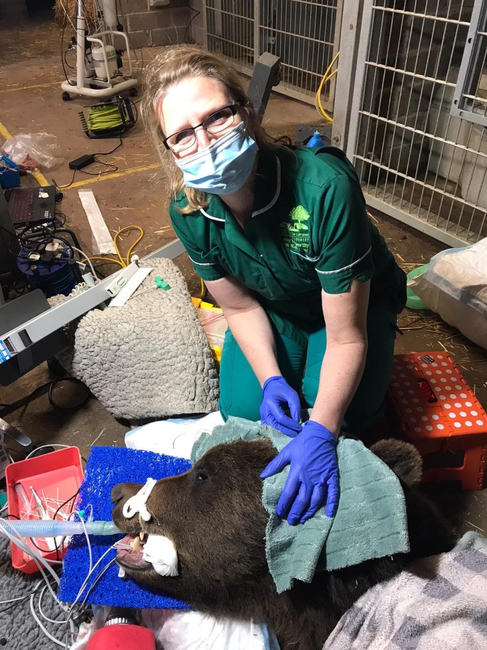 The young bear had a visit from the dentist after developing an abscess in one of his teeth (Bristol Zoological Society/PA) 