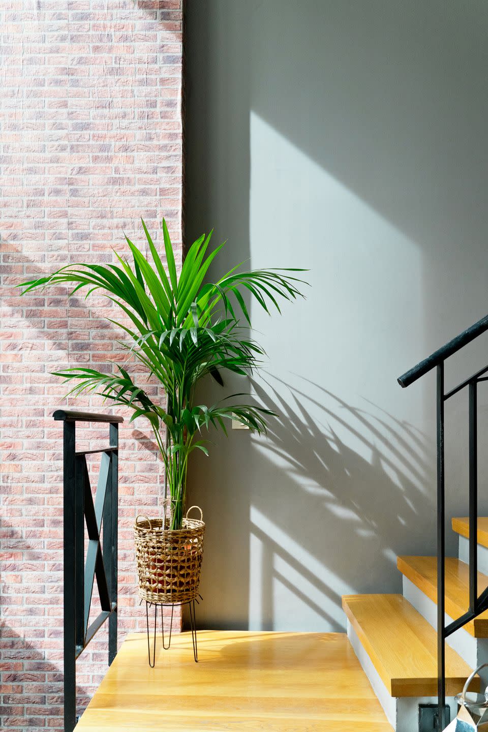 vertical front view of big areca plant isolated on wooden staircase indoors