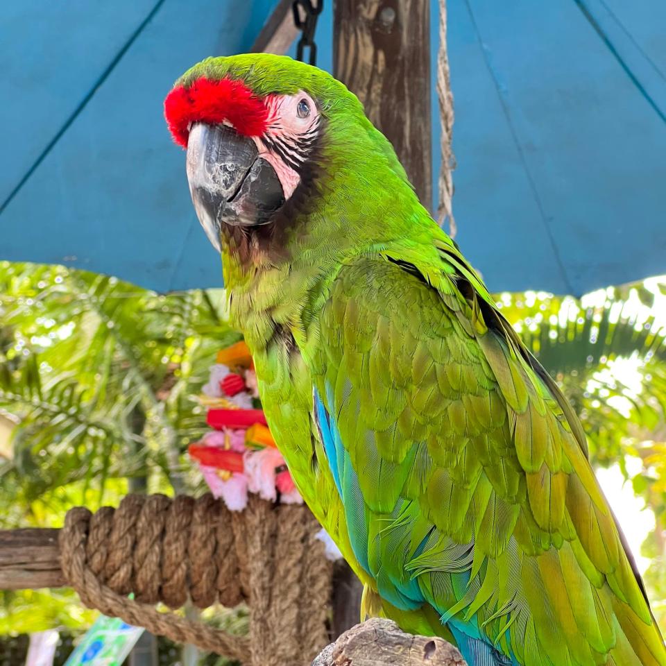 The Wonder Gardens is a refuge for more than 300 rescued, rehabilitated and non-releasable birds and reptiles.