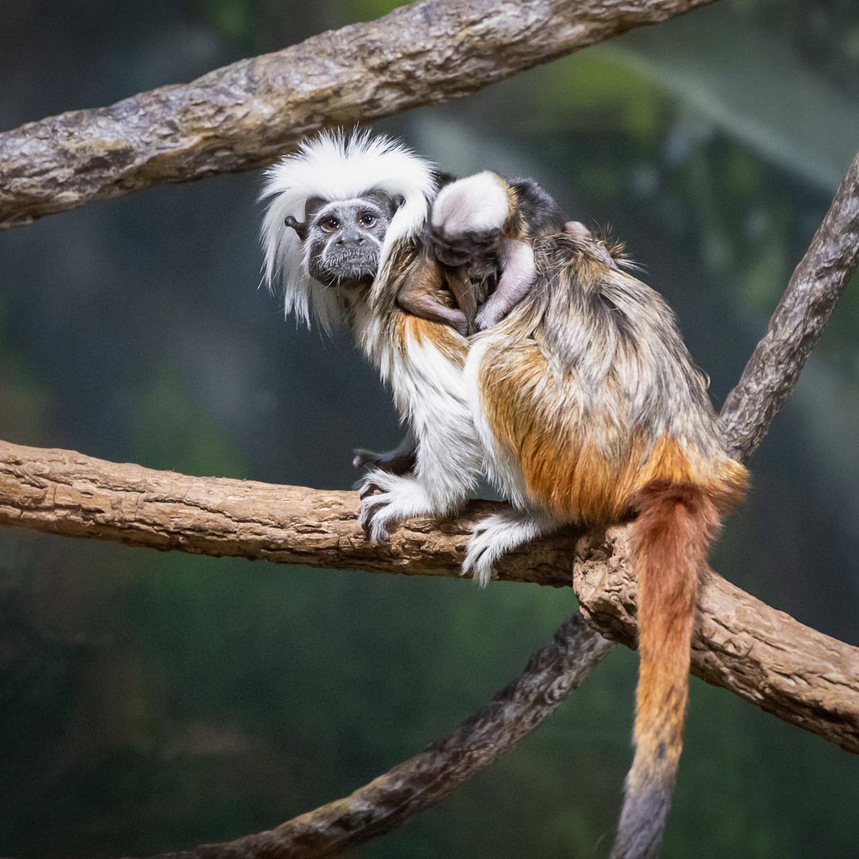 Two new baby cotton-top tamarins were born at the Nashville zoo