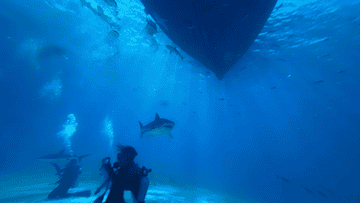 Divers photograph a shark swimming under a large boat in clear blue ocean water
