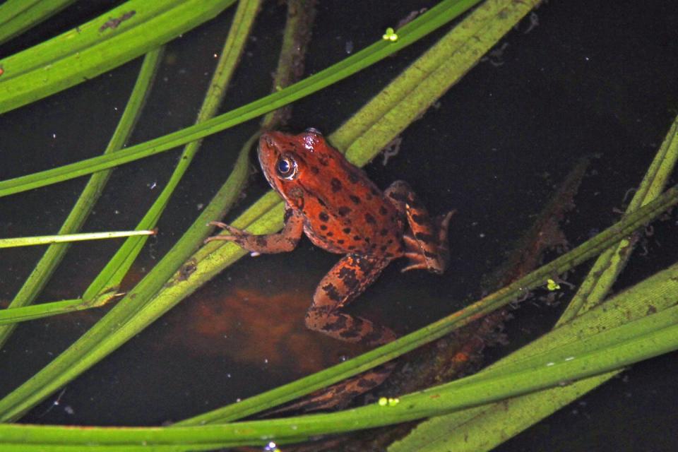 Preservation efforts for the California red-legged frogs are in progress. <a href="https://flic.kr/p/aw8gBV" rel="nofollow noopener" target="_blank" data-ylk="slk:Greg Schechter/Flickr;elm:context_link;itc:0;sec:content-canvas" class="link ">Greg Schechter/Flickr</a>, <a href="http://creativecommons.org/licenses/by/4.0/" rel="nofollow noopener" target="_blank" data-ylk="slk:CC BY;elm:context_link;itc:0;sec:content-canvas" class="link ">CC BY</a>