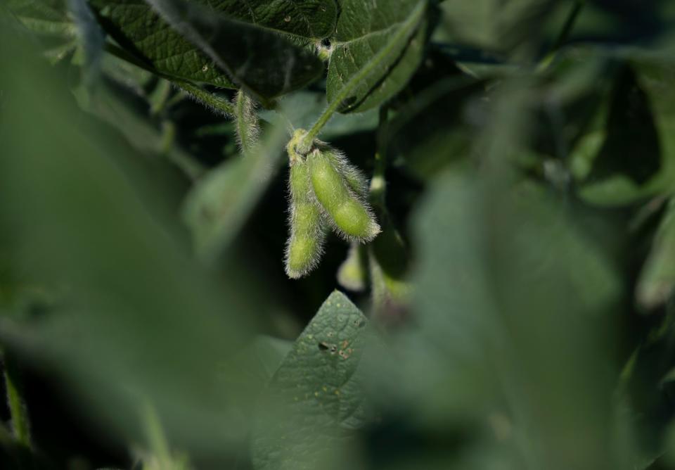 Soybean plants grow in a Purdue research field on Aug. 31 in West Lafayette, Ind. Purdue University is doing research on agrivoltaics, the co-location of agriculture and solar, with some experimental field plots being used to see how corn and soybeans do growing under solar panels. They are learning how to co-produce electricity and food in the same fields at the same time.