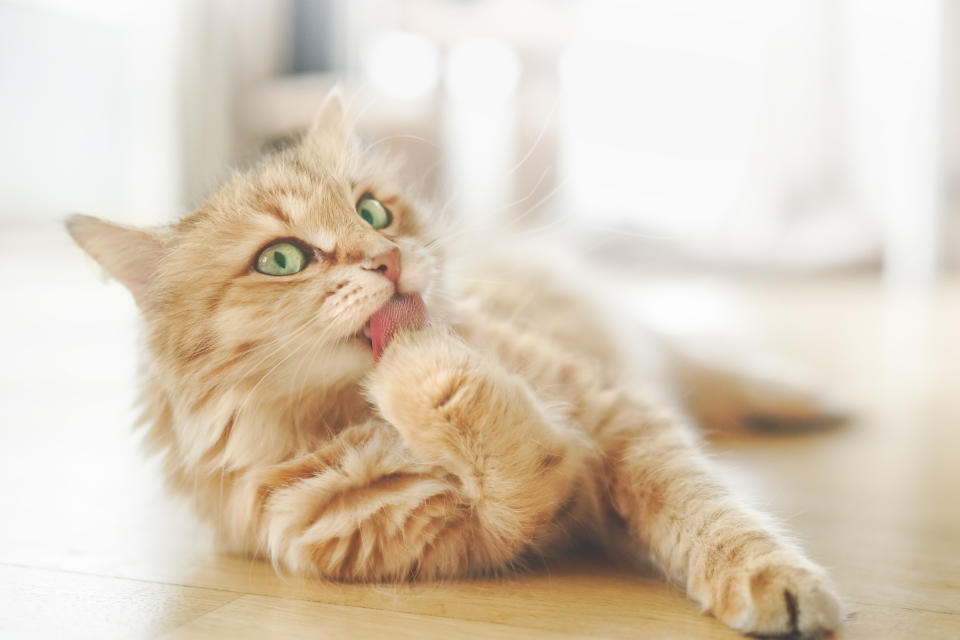 ¿Quieres conocer la descendencia genética de tu gatito? También es posible con estos test de ADN. Foto: Getty Images. 